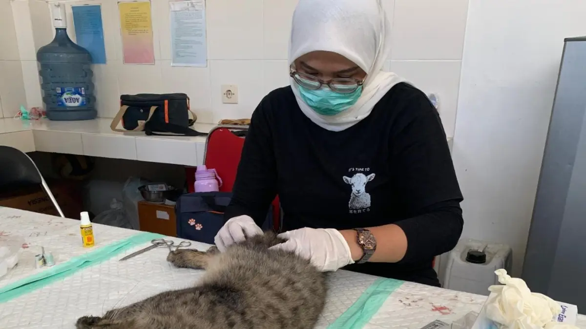BIAR SEHAT: Petugas melakukan tindakan operasi kastrasi pada kucing jantan di unit Keswan Dimoro Kota Blitar, Senin (14/9).