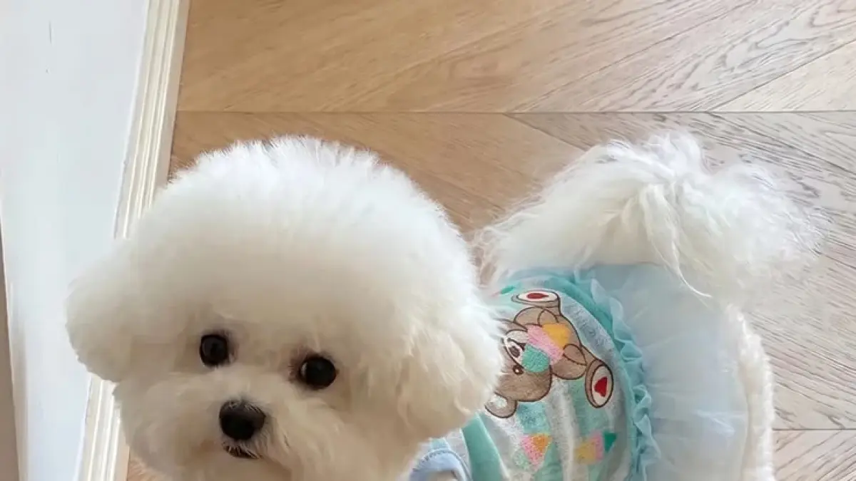 Cara melatih toilet training anjing membutuhkan 7 langkah, mulai dari menentukan tempat buang air hingga membuat jadwal rutin.(PINTEREST)