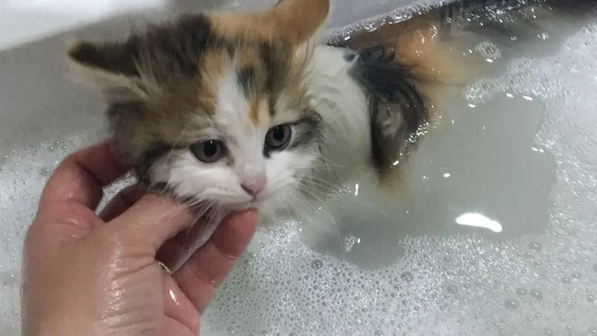 Cara memandikan kucing di rumah dimulai dengan menyiapkan air hangat, membasahi bulu perlahan, memakai sampo, membilas, dan mengeringkan.(Pinterest)