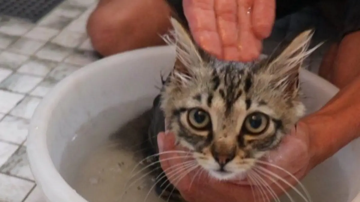 Cara memandikan kucing perlu memperhatikan cuaca, suhu air, karakter kucing, proses membersihkan bulu, penggunaan sampo, pembilasan, dan pengeringan.(Pinterest)