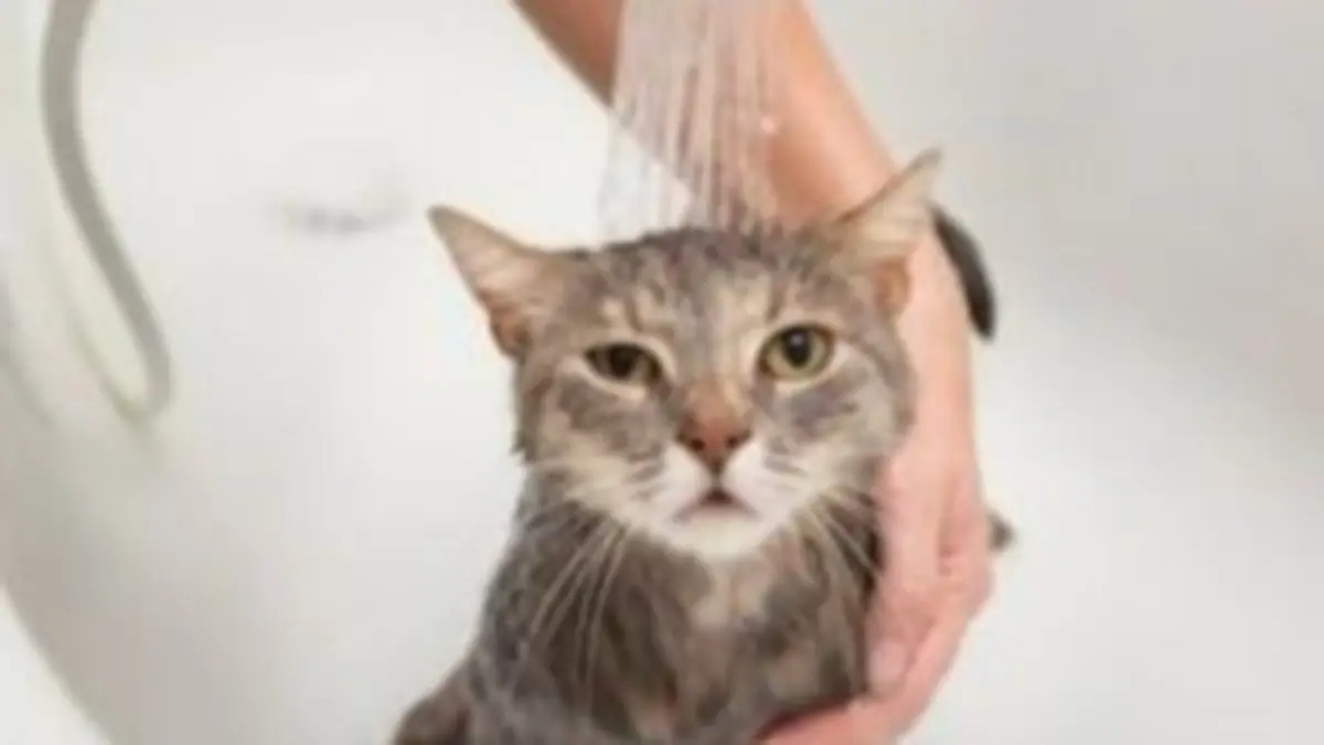 Cara memandikan kucing perlu memperhatikan cuaca, suhu air, karakter kucing, proses pembasahan, penyampoan, pembilasan, dan pengeringan(Pinterest)