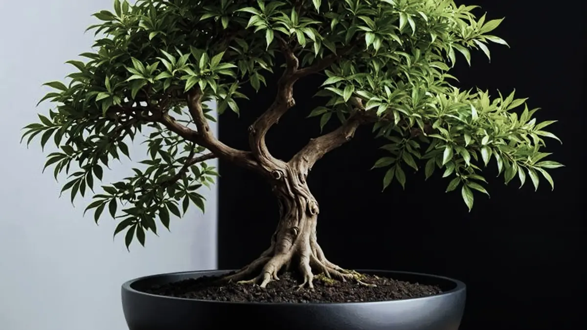 Cara menanam bonsai untuk pemula perlu dimulai dari pemilihan tanaman, media tanam, perawatan, hingga pembentukan secara bertahap. (PINTEREST)