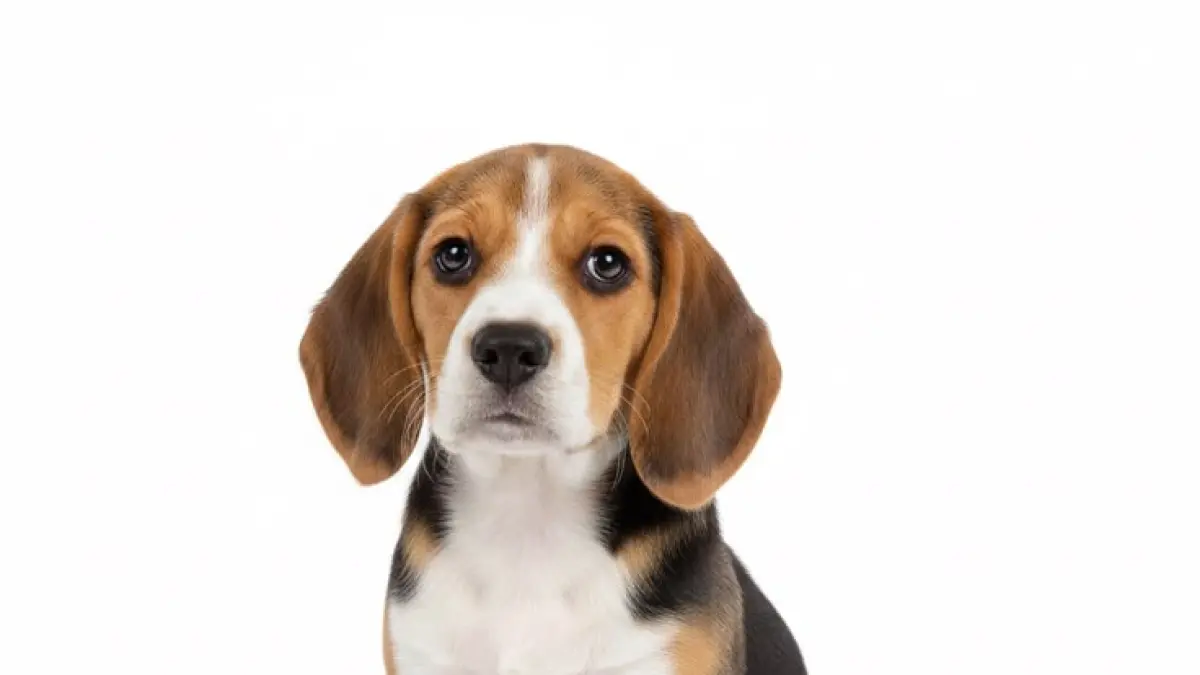Cara mengajarkan anjing duduk bisa dilakukan dengan snack sebagai reward. Simak langkah latihan “sit” agar anjing memahami perintah.(PINTEREST)