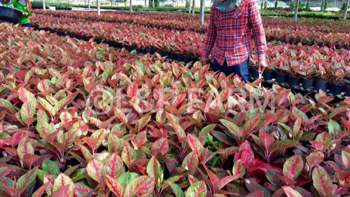Cara merawat Aglonema merah agar warna daun tetap cerah mencakup pencahayaan, Gandasil B, NPK, penyiraman, dan media tanam.(Pinterest)