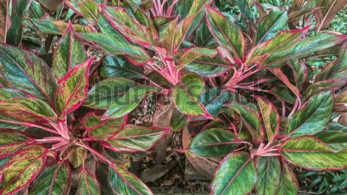 Cara merawat Aglonema merah agar warna daun tetap cerah mencakup pengaturan cahaya, Gandasil B, NPK, penyiraman, dan media tanam.(Pinterest)