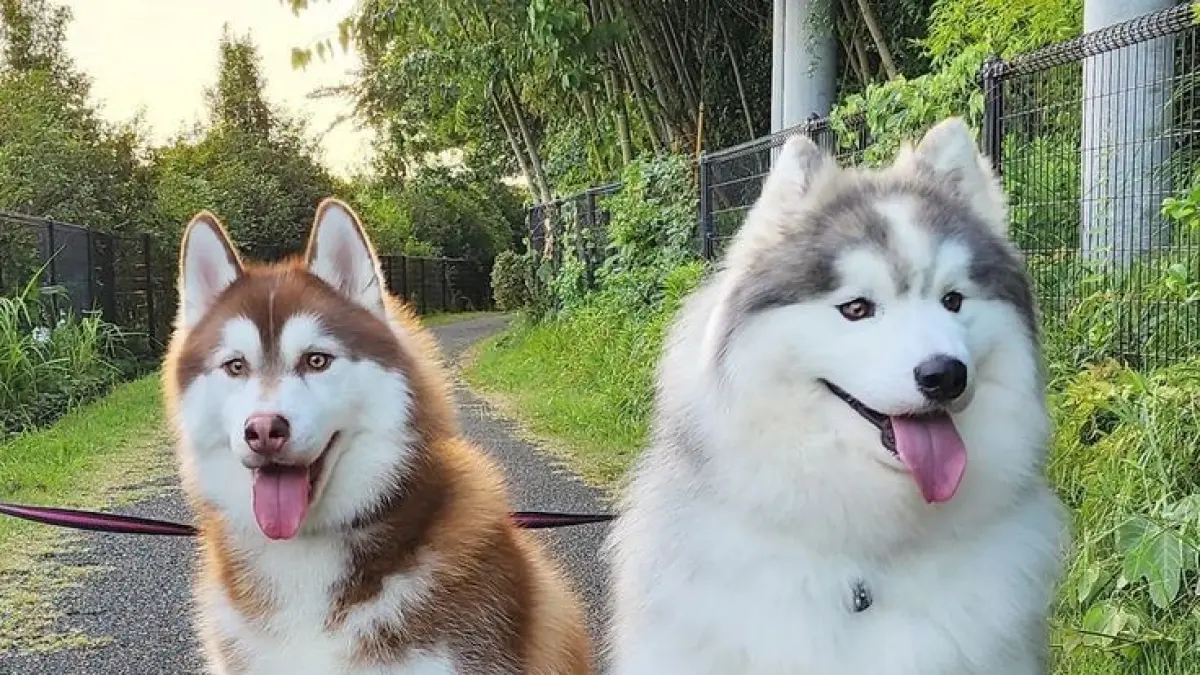 Cara merawat anjing Husky meliputi pemilihan makanan, vaksin dan vitamin, ruangan sejuk, serta menyisir bulu secara rutin.(PINTEREST)