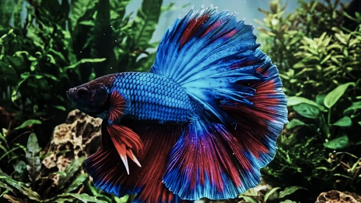 Cara merawat ikan cupang perlu memperhatikan air, wadah, pakan, pergantian air, hingga penanganan ikan yang terluka. (PINTEREST)
