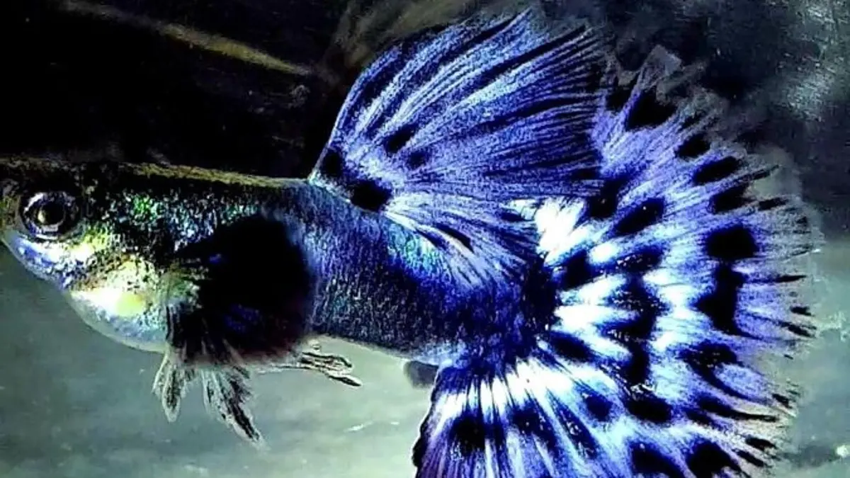 Cara merawat ikan guppy di rumah mencakup air bersih, pakan, tempat persembunyian, serta mengenali ciri guppy betina hamil. (PINTEREST)