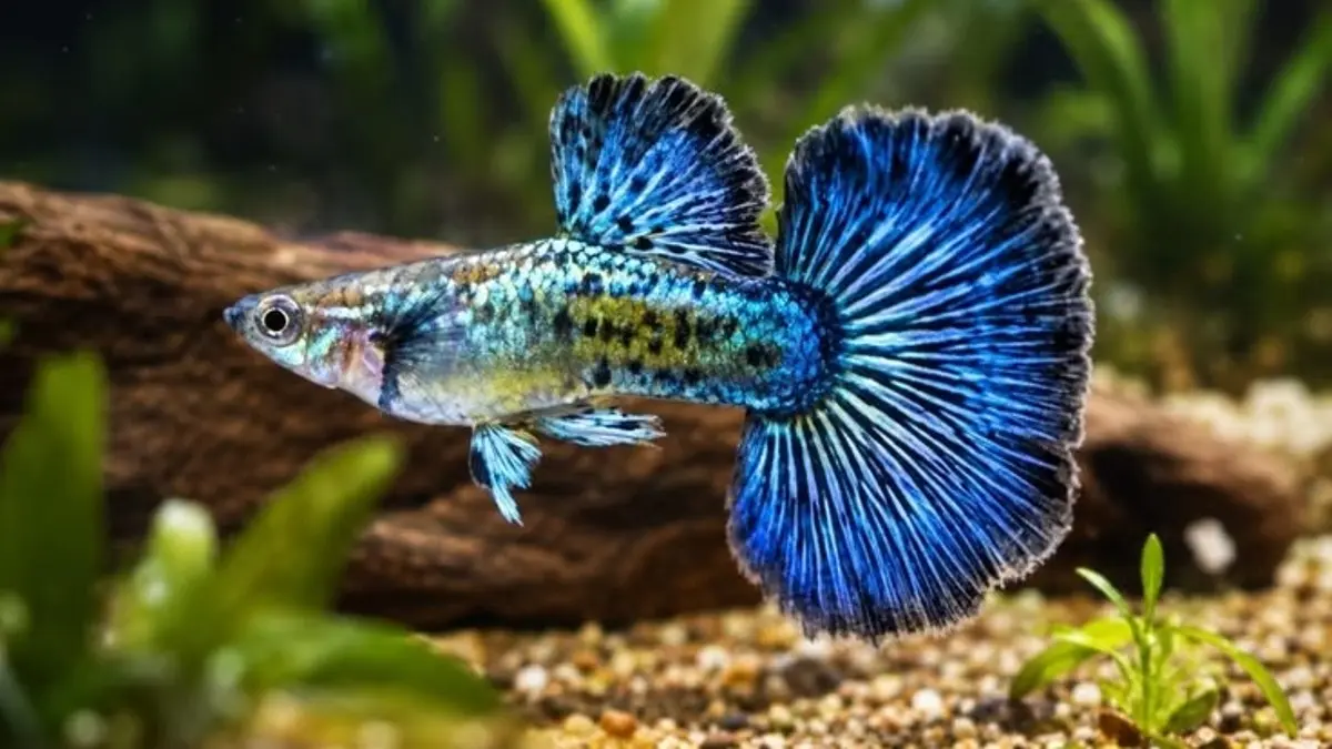 Cara merawat ikan guppy mencakup kualitas air, oksigen, ukuran akuarium, pakan, hingga mengenali tanda penyakit. (PINTEREST)