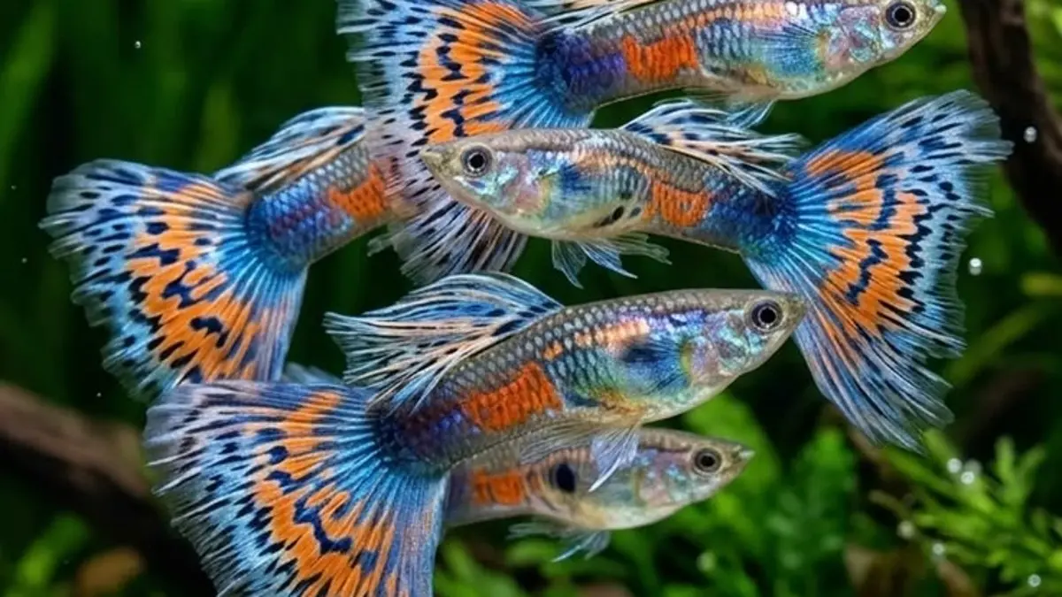 Cara merawat ikan guppy tanpa aerator membutuhkan filter, permukaan air terbuka, kepadatan tepat, pakan, dan parameter air terjaga. (PINTEREST)