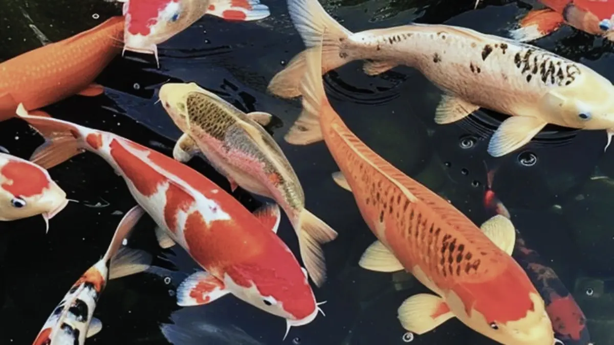 Cara merawat ikan koi agar cepat besar meliputi kualitas air, pakan, kolam, filter, hingga tanaman air. (PINTEREST)