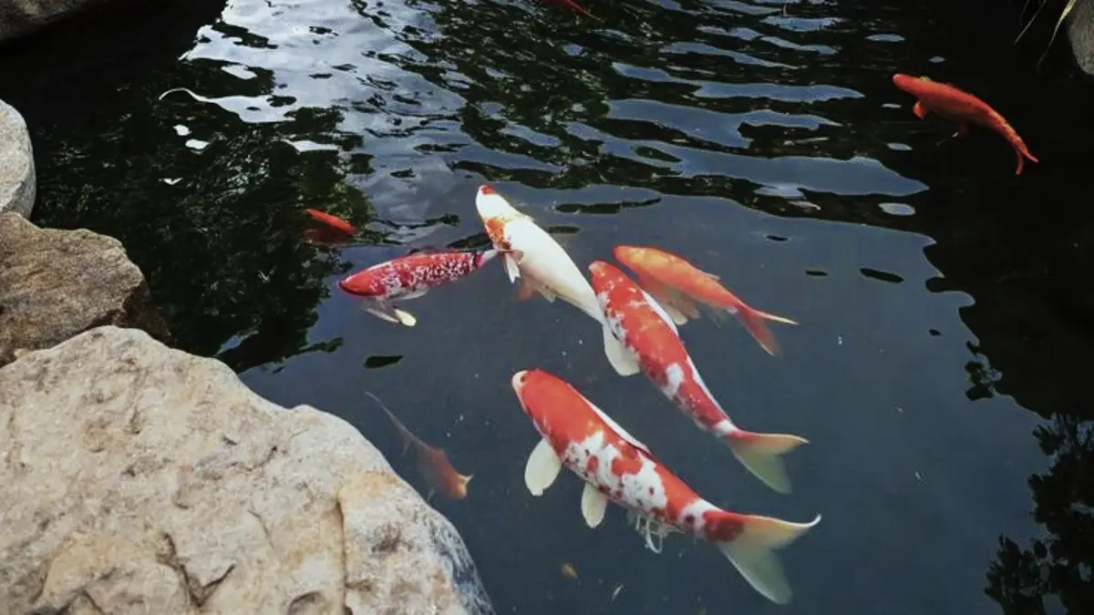 Cara merawat ikan koi agar cepat besar perlu memperhatikan kualitas air, pakan, kolam, filter, dan tanaman air. (PINTEREST)