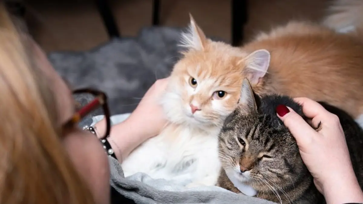 Cara merawat kucing untuk pemula bisa dimulai dengan menyiapkan empat kebutuhan dasar, yaitu makanan, tempat makan, litter box, dan tempat tidur.(Pinterest)