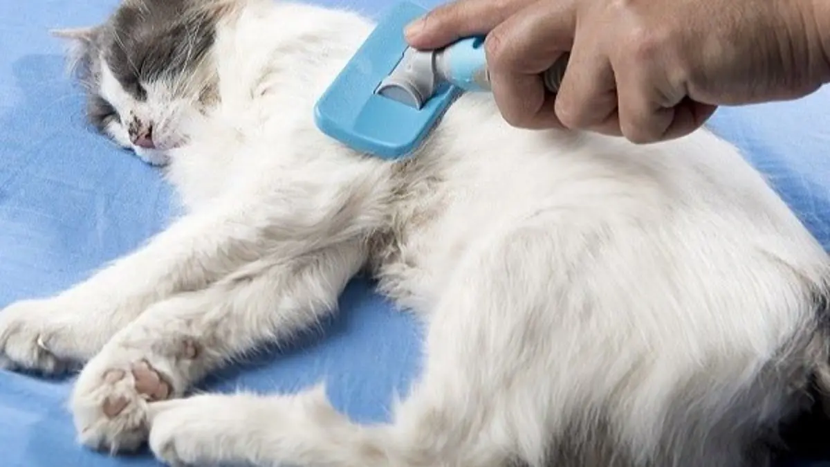 Cara merawat kucing untuk pemula dimulai dengan memahami tanggung jawab serta menyiapkan makanan, tempat makan, litter box, dan tempat tidur.(Pinterest)