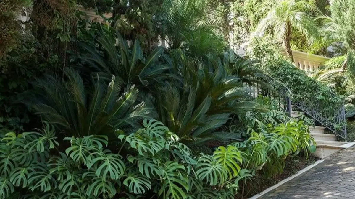 Cara merawat Monstera Marmorata agar daun besar mencakup 7 tips, mulai ukuran pot, cahaya, pupuk, media tanam, penyiraman hingga trellis.(Pinterest)