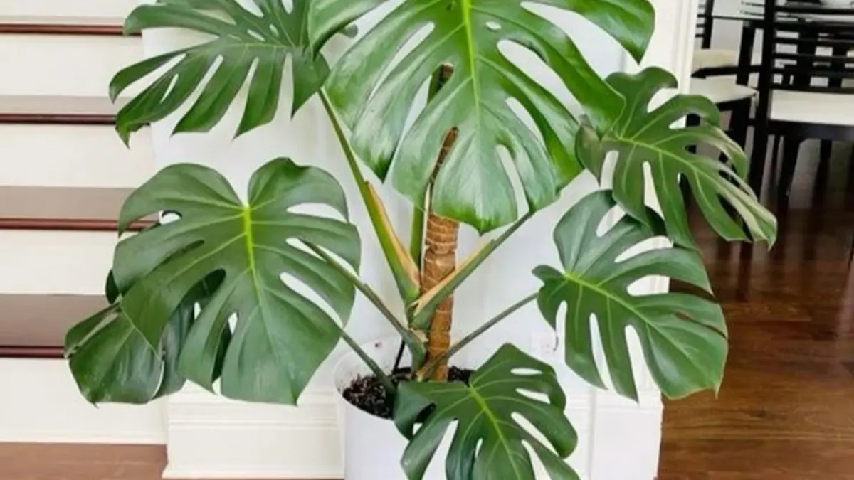 Cara merawat monstera marmorata meliputi pemilihan pot, pencahayaan, pupuk, media tanam, penyiraman, sirkulasi udara, dan tiang penopang.(Pintyerest)