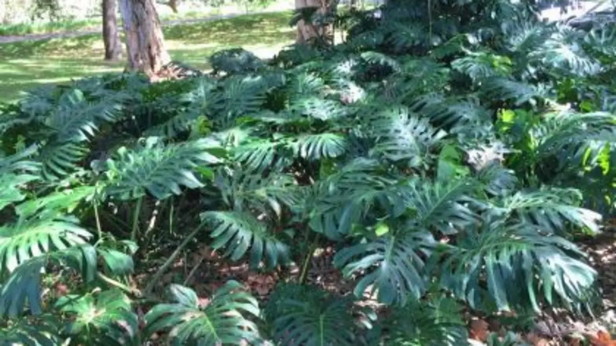Cara merawat Monstera Marmorata membutuhkan perhatian pada pot, cahaya, pupuk, media tanam, penyiraman, sirkulasi udara, dan penyangga.(Pinterest)