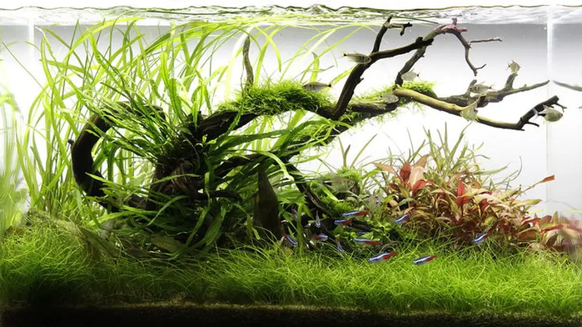 Aquascape gaya Ryuboku ini mengandalkan kayu tua dan batu lava dengan komposisi segitiga untuk menciptakan kedalaman visual.(PINTEREST)