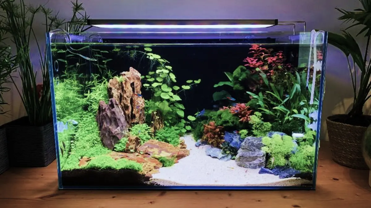 Aquascape Minimalis dengan batu sungai, tanaman kadaka, pasir Bali, dan pupuk dasar dapat dibuat melalui beberapa tahap sederhana. (PINTEREST)