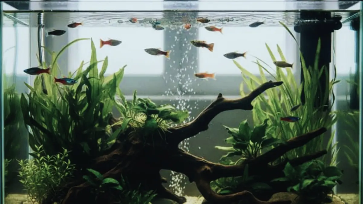 Aquascape minimalis ukuran 30x30x30 cm dibuat dengan dua jenis tanaman, batu lava, kayu asem, dan perawatan terjadwal. (PINTEREST)
