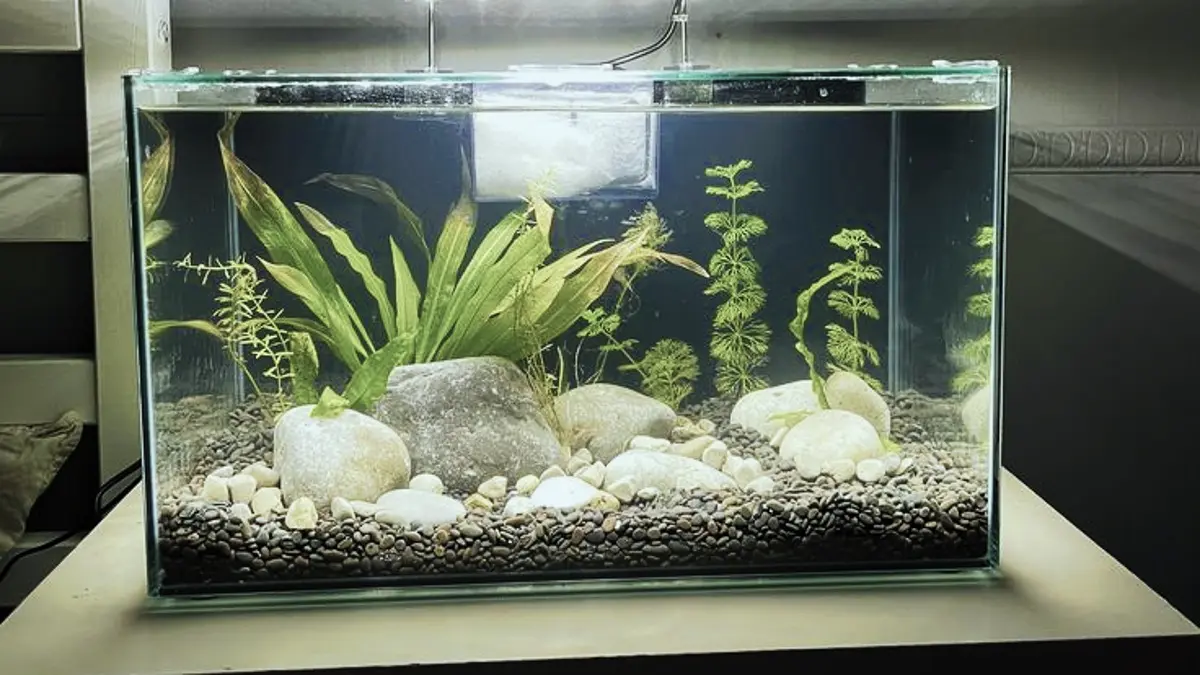Aquascape minimalis ukuran 30x30x30 cm memakai dua jenis tanaman, batu lava, kayu asem, pasir Malang, dan pola perawatan air 50 persen.