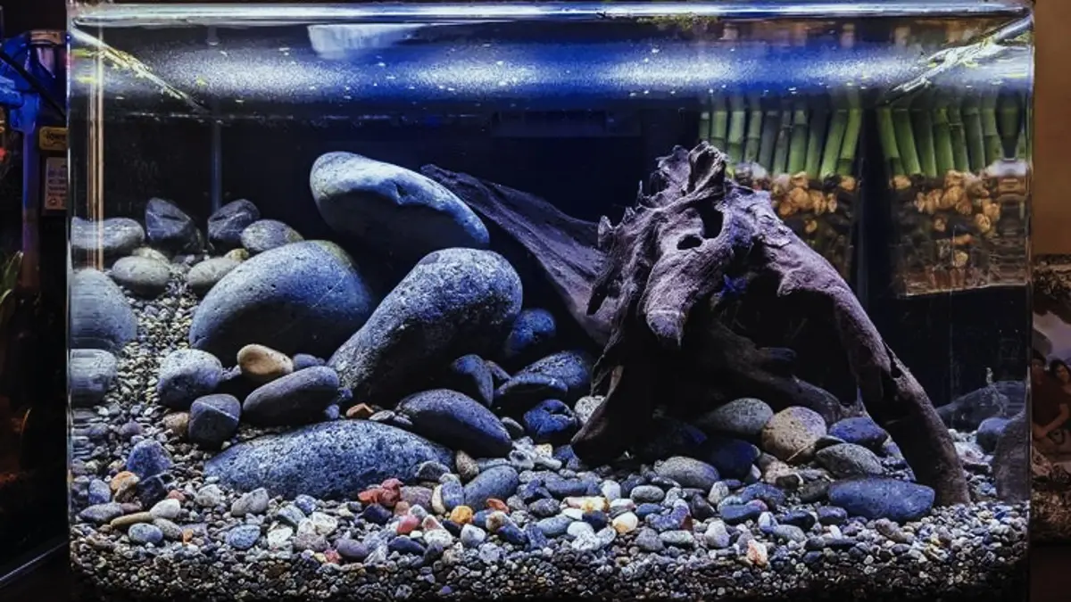 Aquascape minimalis untuk pemula ini memakai tanaman rendah CO2, bahan sederhana, pergantian air 50 persen, dan kipas pengatur suhu. (PINTEREST)