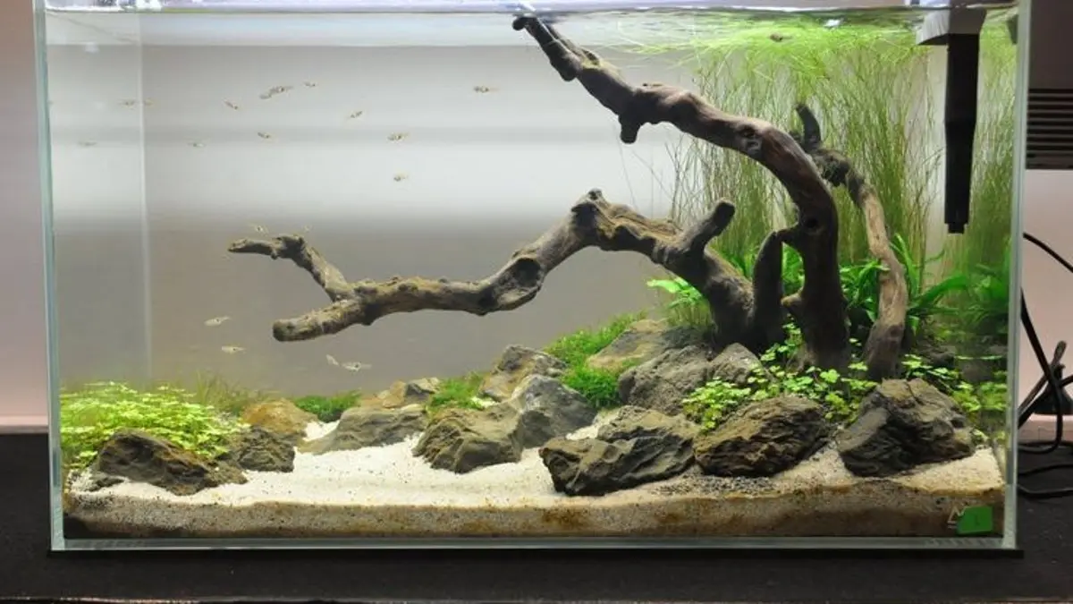 Aquascape pemula bisa dibuat dari aquarium bekas dengan pasir Malang, carpet seed, pupuk dasar, dan batu hingga siap diisi ikan. (PINTEREST)