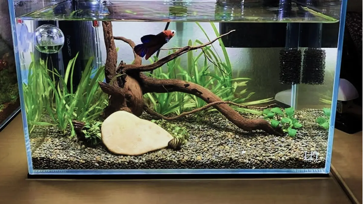 Aquascape pemula bisa dibuat dengan modal Rp247 ribu memakai aquarium bekas, tanpa injeksi CO2, serta pola perawatan yang sederhana. (PINTEREST)