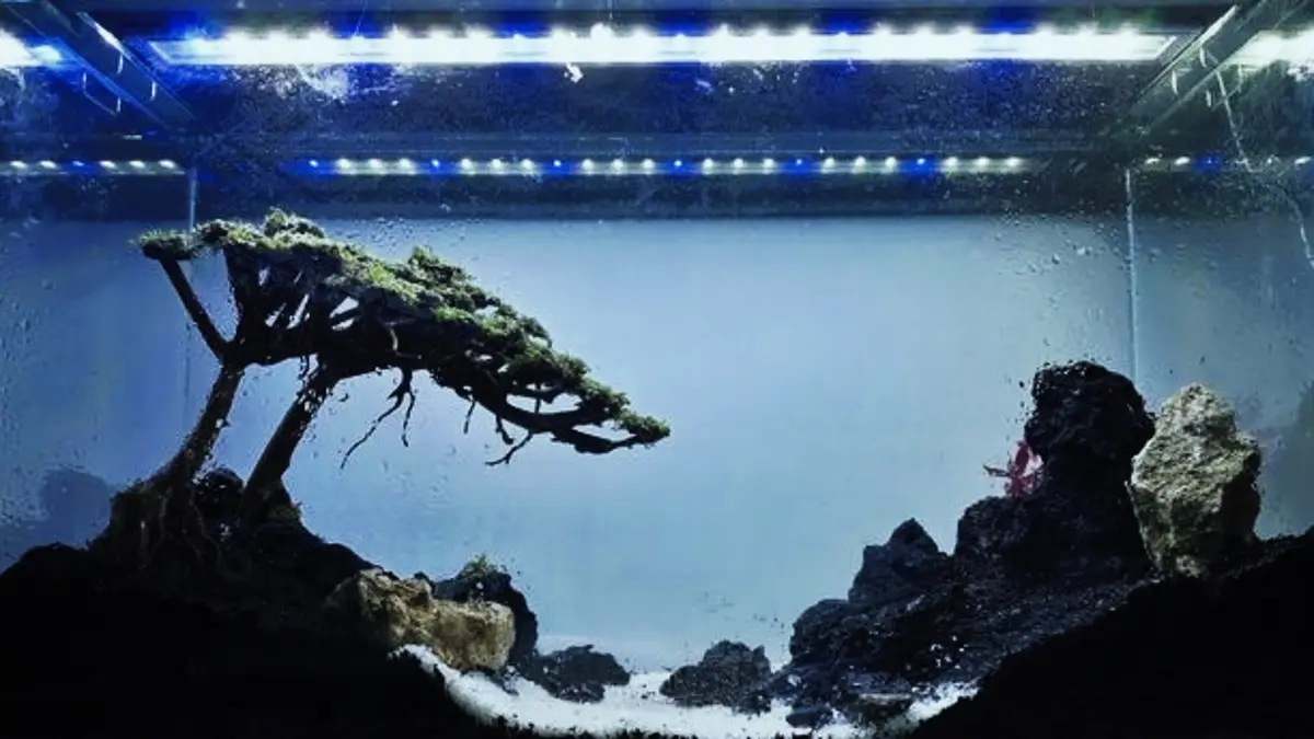 Aquascape pemula bisa dibuat dengan modal Rp247 ribu tanpa injeksi CO2, lengkap dengan panduan perawatan dan pergantian air. (PINTEREST)