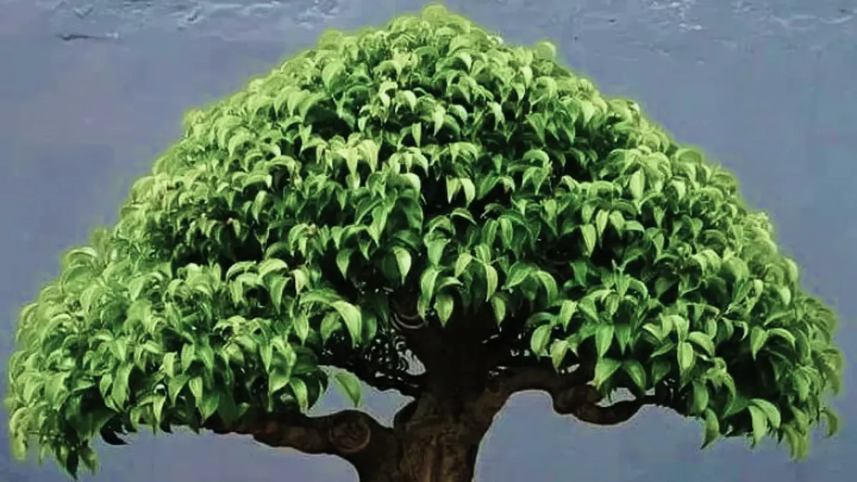 Bonsai beringin dibentuk dari tiga bahan stek yang digabungkan. Simak teknik akar, pengikatan, dan media tanah sekam. (PINTEREST)