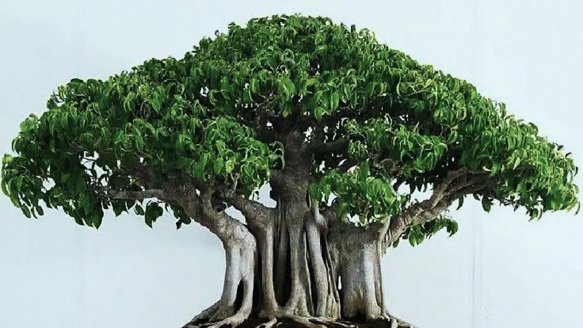 Bonsai beringin dibentuk dari tiga bahan stek yang disatukan. Prosesnya meliputi penataan akar, pengikatan, dan penanaman. (PINTEREST)