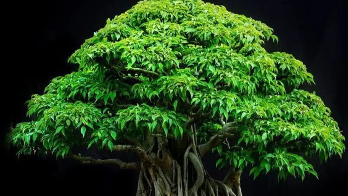 Bonsai beringin lokal Benjamin bisa dikembangkan dengan akar gantung dan pengarahan cabang. Simak proses pembentukan yang dibagikan. (PINTEREST)