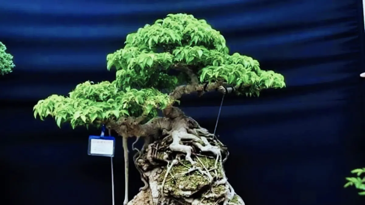 Bonsai beringin lokal Benjamin dapat diprogram memiliki akar gantung melalui pemangkasan dahan dan penumbuhan tunas baru. (PINTEREST)
