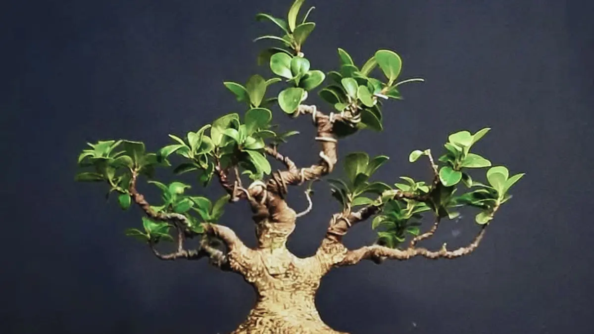 Bonsai beringin lokal dapat dibuat lebih angker dengan akar gantung, semi pruning, dan penataan percabangan. (PINTEREST)