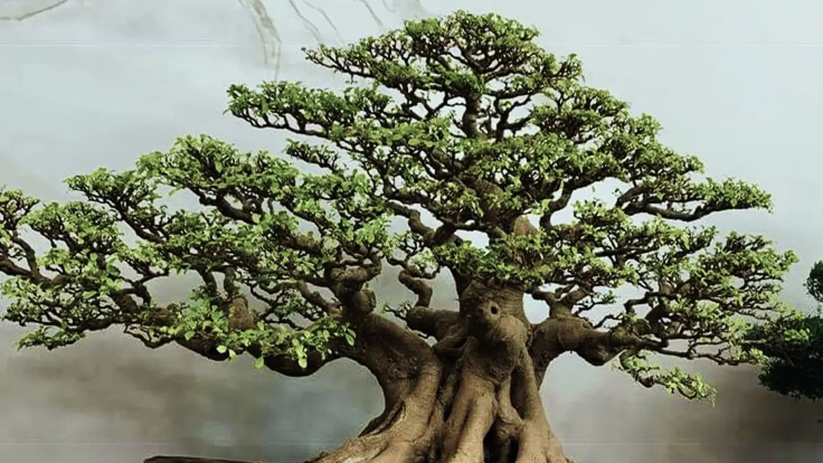 Bonsai Kimeng dari stek pucuk memasuki tahap wiring, penataan akar dan pecah batang untuk membentuk karakter bonsai liukan. (PINTEREST)