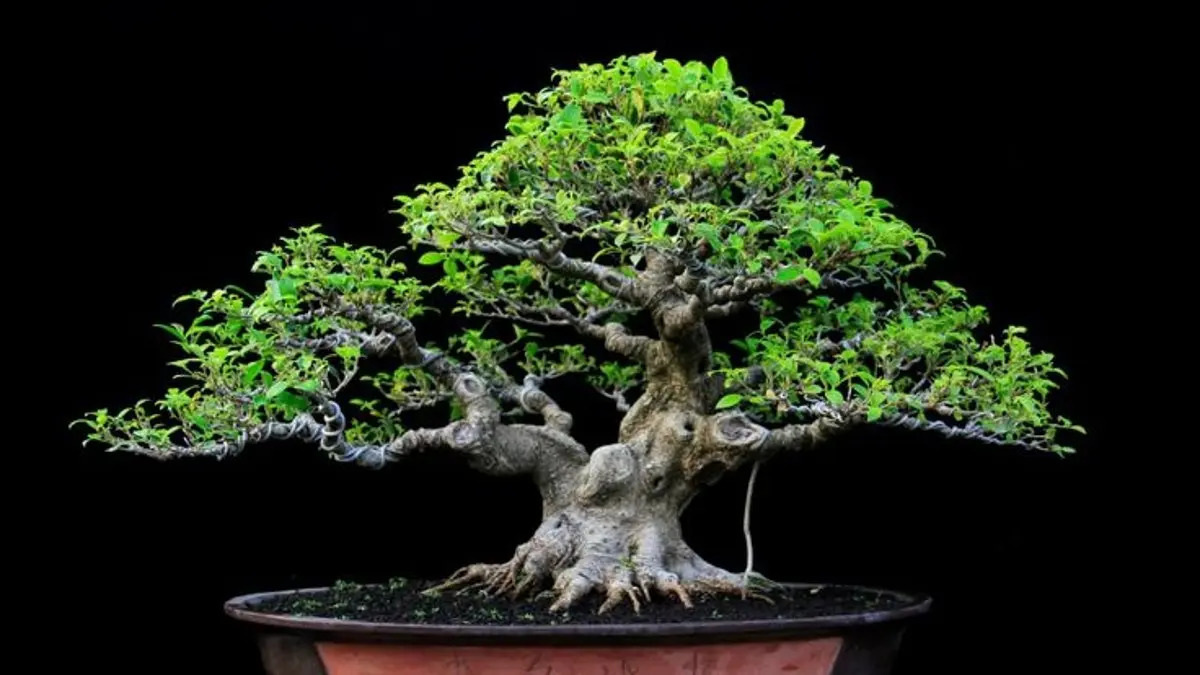 Bonsai Kimeng dari stek pucuk mulai dibentuk dengan liukan, wiring, penataan akar, hingga pecah batang menjadi delapan bagian. (PINTEREST)