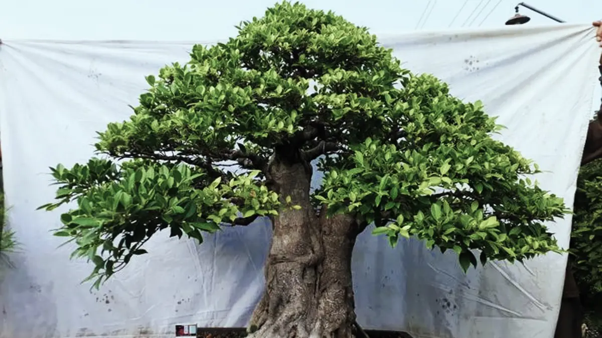 Bonsai Kimeng dengan cabang kecil dapat dibentuk menggunakan beberapa batang kecil yang ditempel, diikat, lalu ditanam kembali. (PINTEREST)