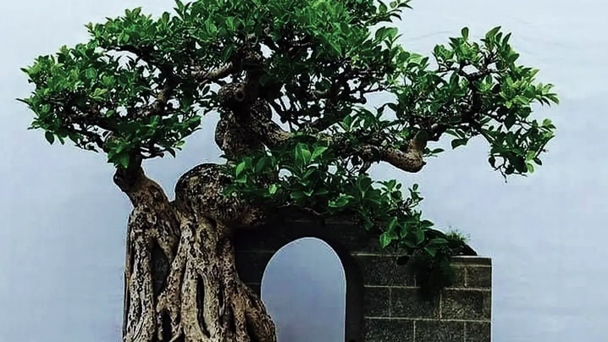 Bonsai Kimeng dipermak melalui pecah batang, penataan akar, salep kambium, dan pemindahan ke polybag untuk mendukung pertumbuhan. (PINTEREST)