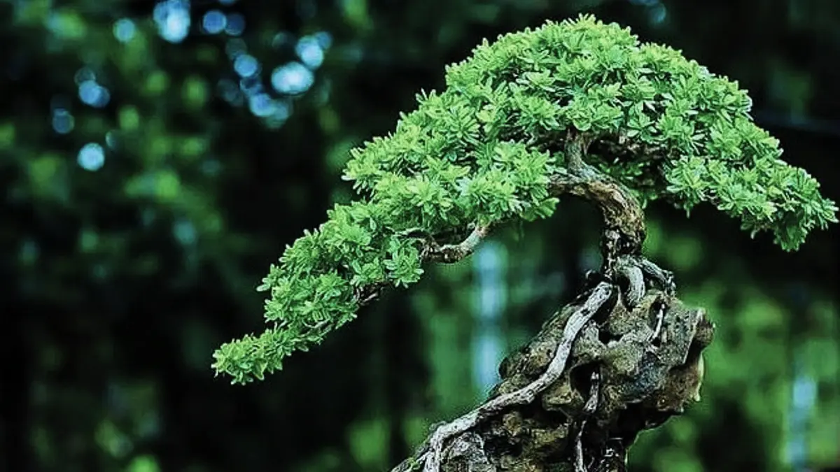 Bonsai Kimeng hasil penggabungan batang dibentuk dengan menempelkan bahan kecil untuk memperbesar cabang dan menata perakaran. (PINTEREST)