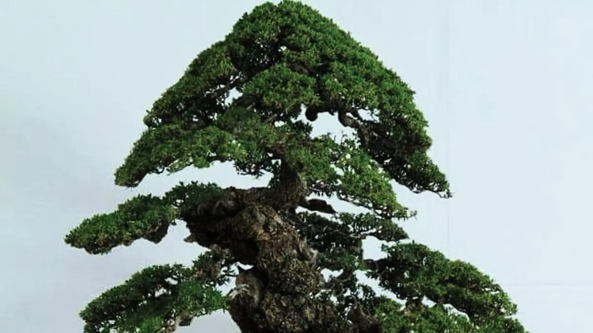 Bonsai Santigi dibentuk dengan konsep on the rock melalui pemilihan batu, penataan akar, moss, kawat, dan media tanam. (PINTEREST)