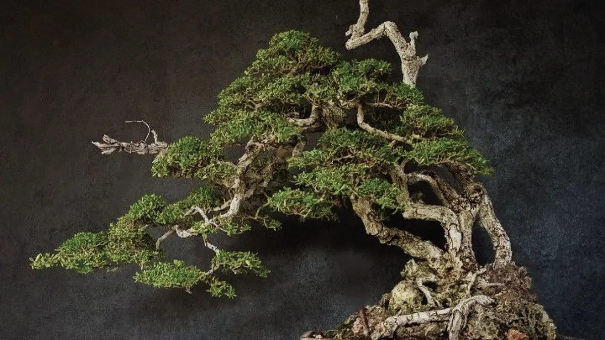 Bonsai Santigi dibentuk dengan konsep on the rock melalui penataan batang, akar, moss, kawat, dan media tanam. (PINTEREST)
