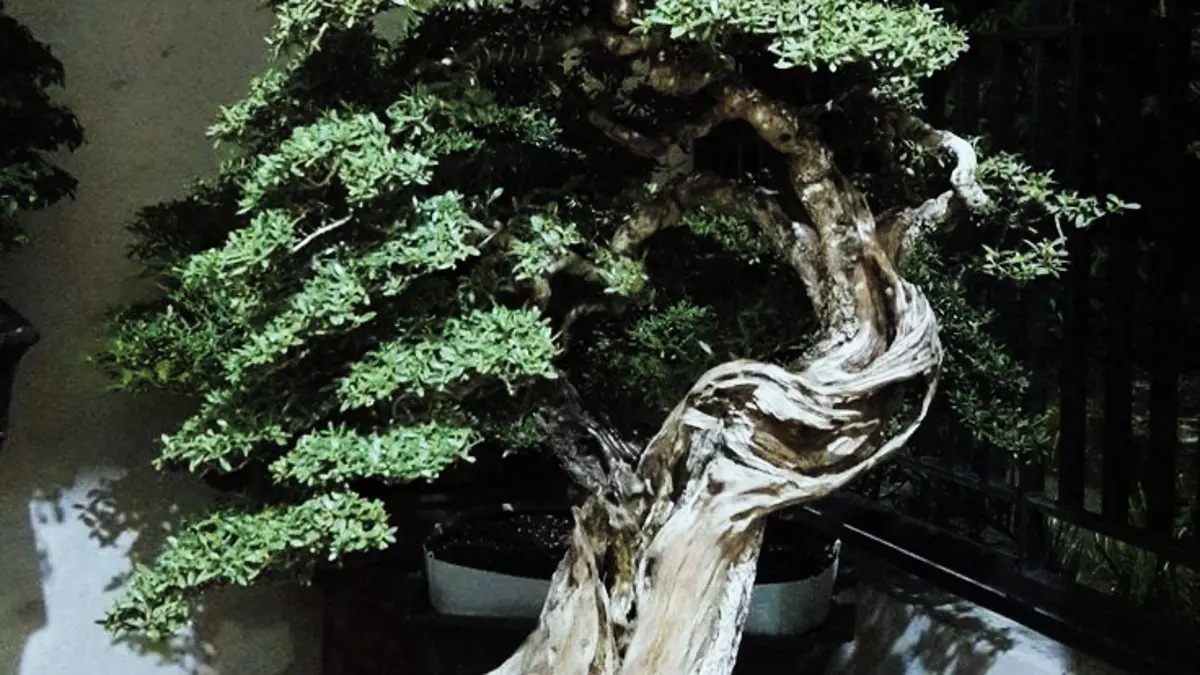 Bonsai Santigi dibentuk melalui pemilihan muka, wiring, pembentukan tajuk piramida, kayu mati, hingga penataan dalam pot. (PINTEREST)