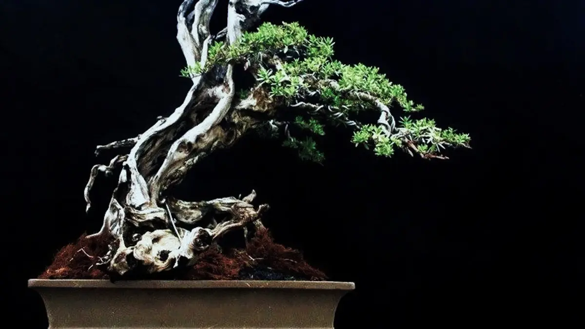 Bonsai Santigi dimakeover dengan menentukan muka, memilih tajuk piramida miring, wiring dahan, membentuk kayu mati, dan menata pot. (PINTEREST)