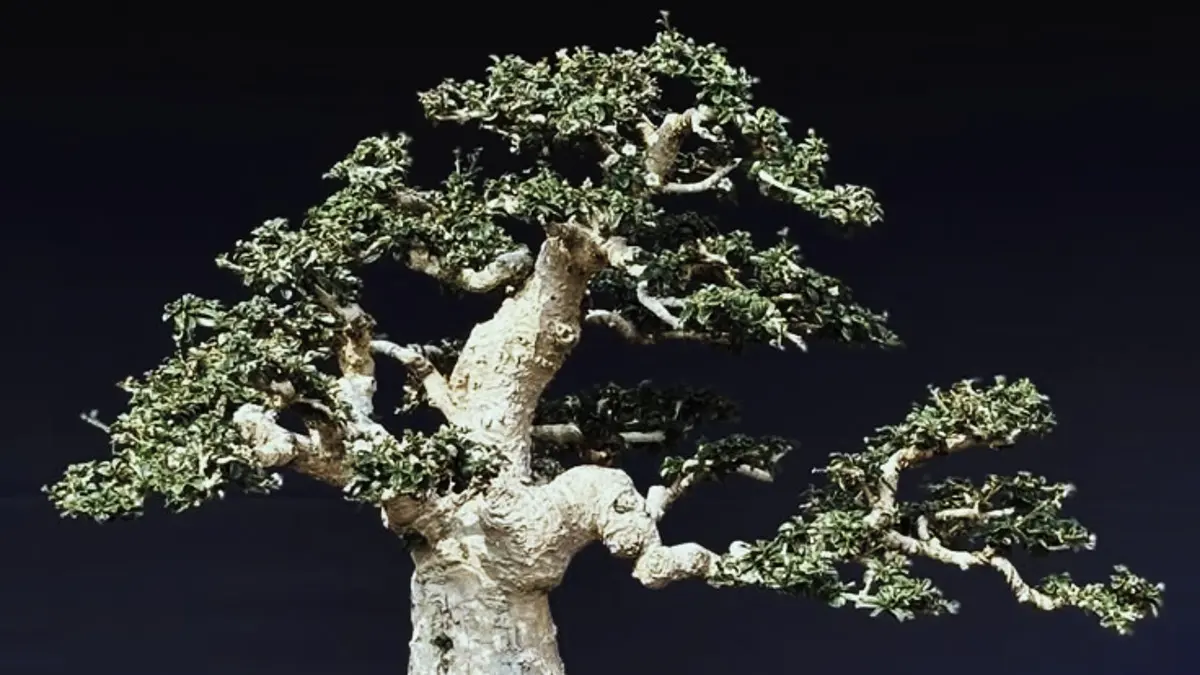 Bonsai Serut dari batang bekas potongan mulai tumbuh tunas setelah 11–12 hari. Simak proses perendaman dan media tanam yang digunakan. (PINTEREST)