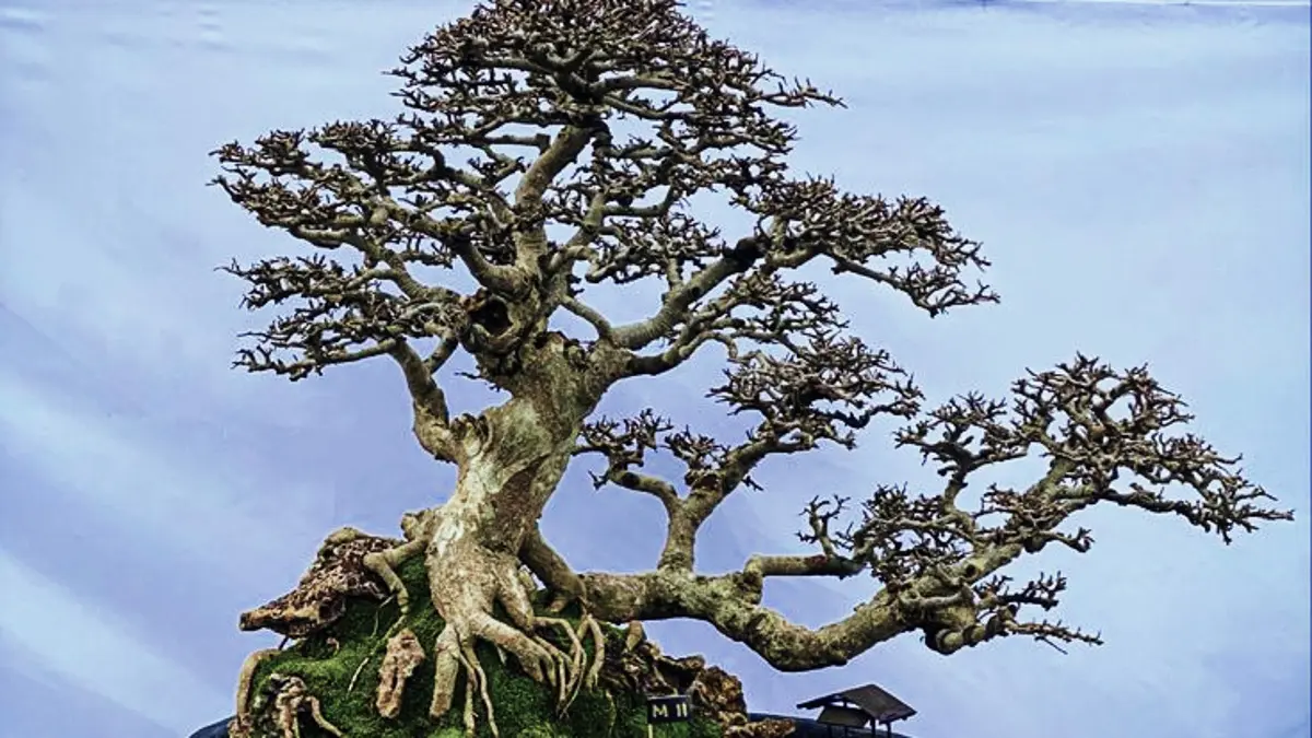 Bonsai Serut hasil cangkok mulai dibentuk meski batang masih kecil. Simak pemangkasan, pemasangan kawat, dan rencana pengembangan tunas. (PINTEREST)