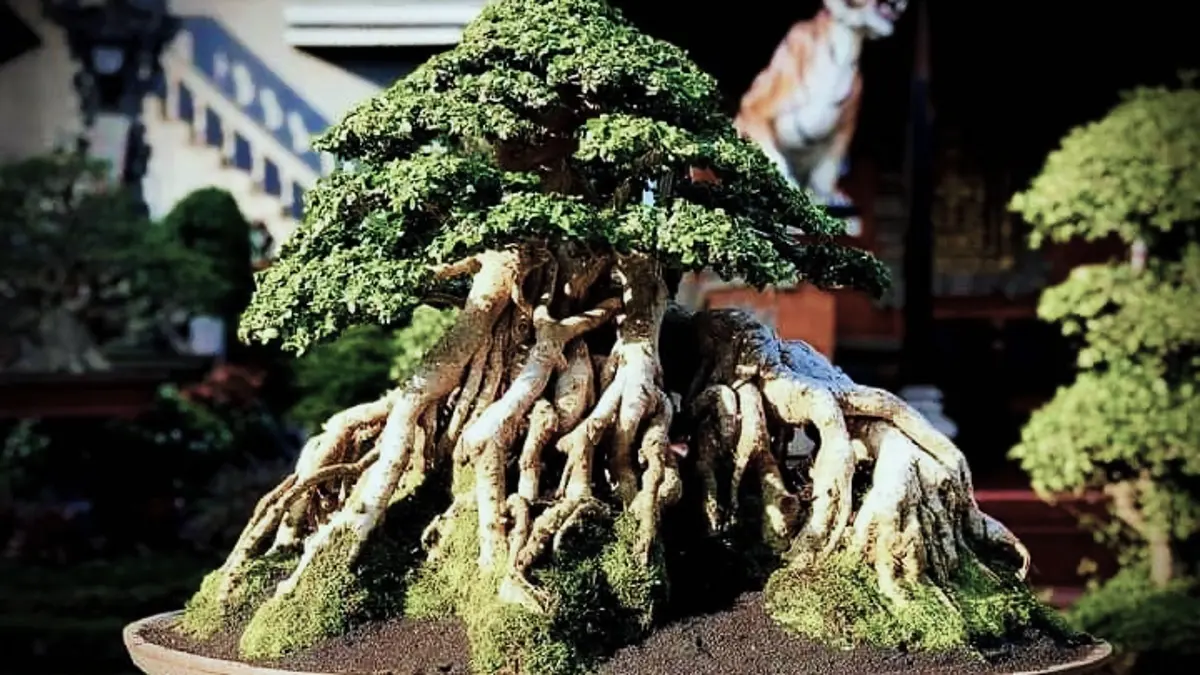 Bonsai serut yang mulai penuh cabang perlu dibentuk bertahap. Simak tips menentukan konsep, seleksi ranting, dan wiring bagi pemula. (PINTEREST)
