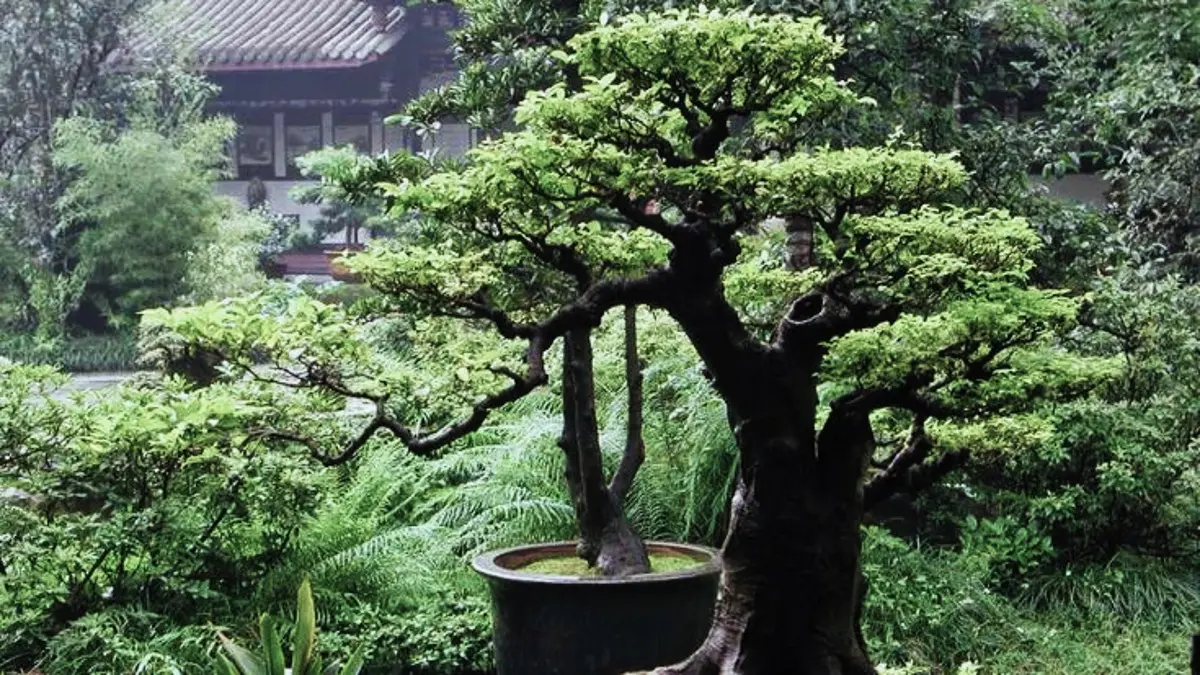 Bonsai serut yang sudah penuh tunas perlu dibentuk secara bertahap. Simak langkah menentukan konsep, seleksi ranting, hingga wiring. (PINTEREST)