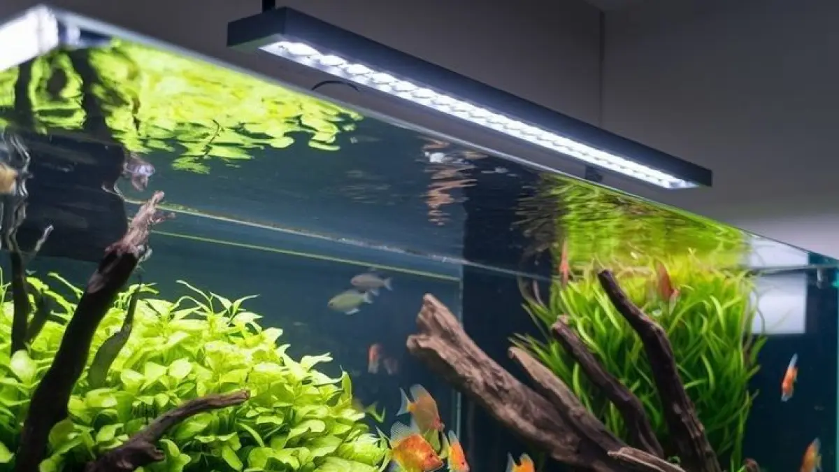 Cara membuat aquascape natural untuk pemula dengan akuarium mini, batu, kayu, substrat, dan empat jenis tanaman air.(PINTEREST)