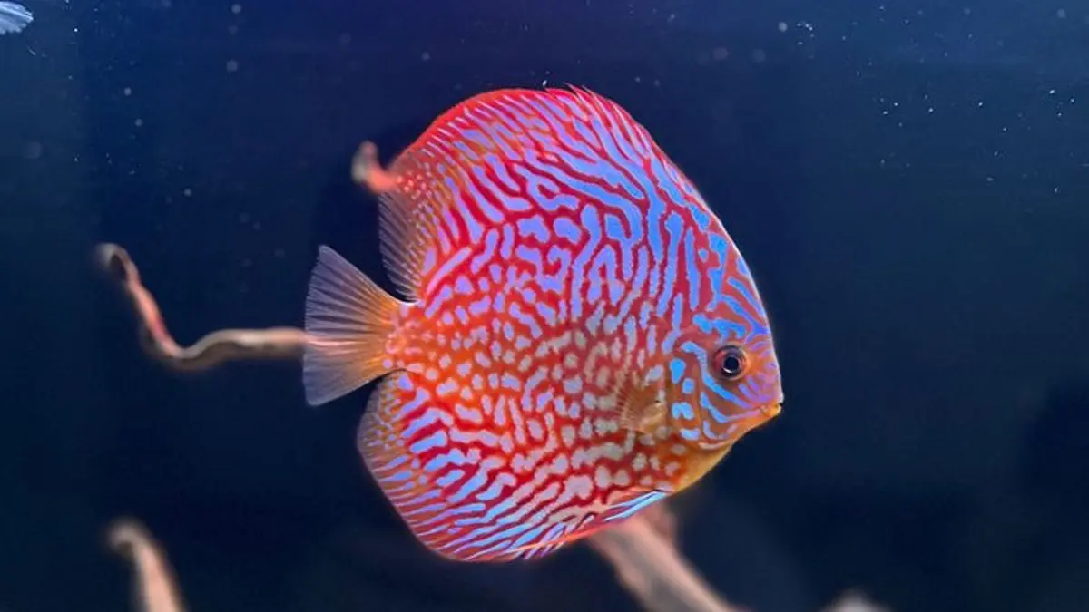 Breeding ikan discus untuk pemula, mulai dari menjodohkan indukan, tanda bertelur, hingga merawat anakan. (Pinterest)