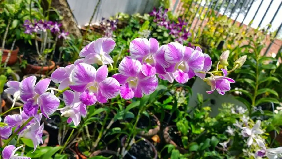 Budidaya anggrek Dendrobium untuk pemula, mulai dari memilih media porous, pot, penyangga, penyiraman hingga nutrisi. (Pinterest)